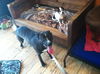 LUNA - One Eye - $200 Reduced Adoption Fee