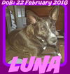 LUNA - One Eye - $200 Reduced Adoption Fee