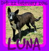 LUNA - One Eye - $200 Reduced Adoption Fee