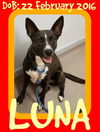 LUNA - One Eye - $200 Reduced Adoption Fee