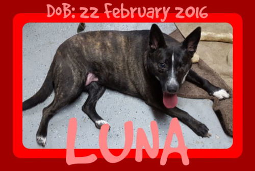 LUNA - One Eye - $200 Reduced Adoption Fee