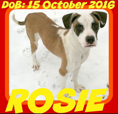 ROSIE