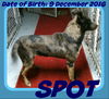 SPOT