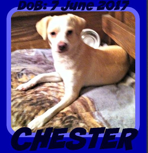 CHESTER