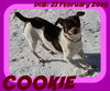 COOKIE