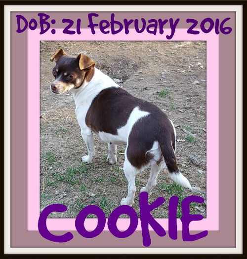 COOKIE