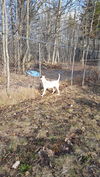BETSY - $200