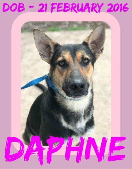 DAPHNE-1