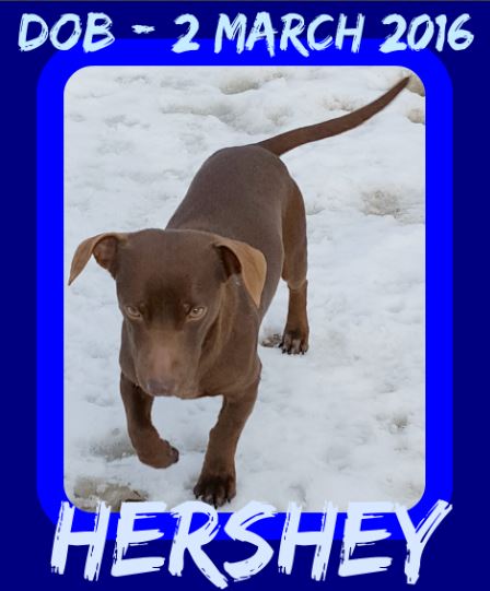 HERSHEY