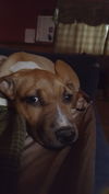 SHILO