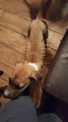SHILO