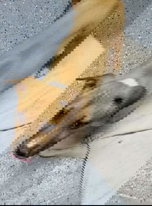SHILO