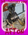 AFTON - $200 reduced adoption