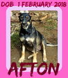 AFTON - $200 reduced adoption