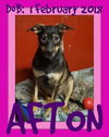 AFTON - $200 reduced adoption