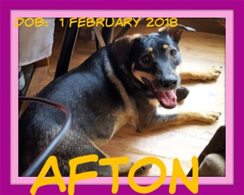 AFTON - $200 reduced adoption