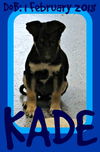 KADE - $300 reduced adoption