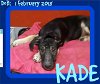 KADE - $300 reduced adoption