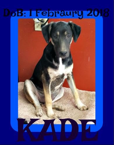 KADE - $300 reduced adoption