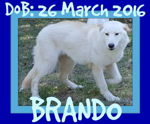BRANDO
