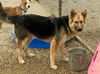 BRUNO-2