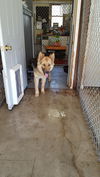 BRUNO-2