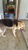 BRUNO-2