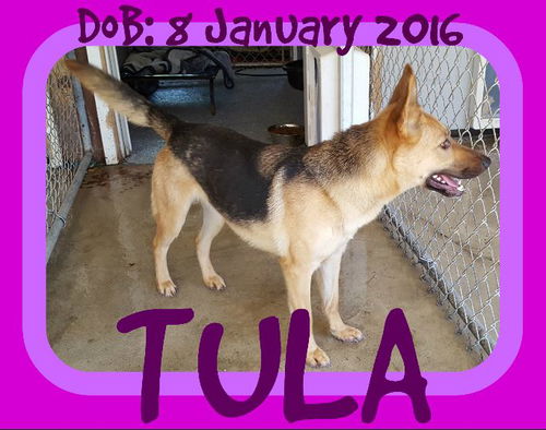 TULA