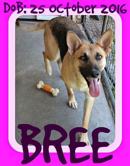 BREE