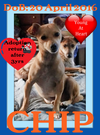 CHIP-L - EXPERIENCED FAMILY