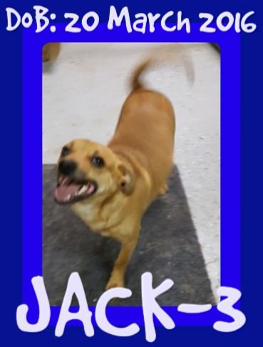 JACK - $300 reduced adoption