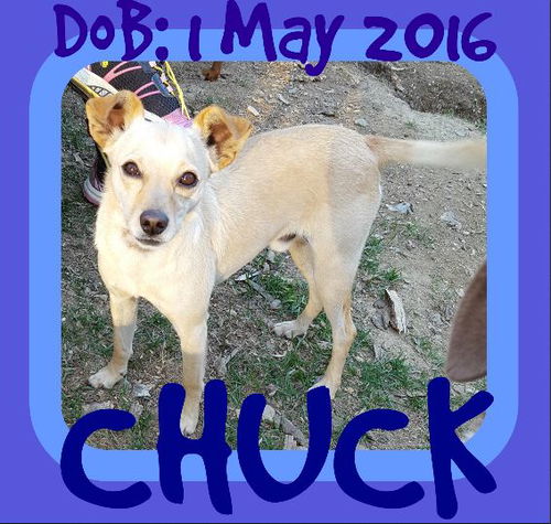 CHUCK-L - $300 reduced adoption