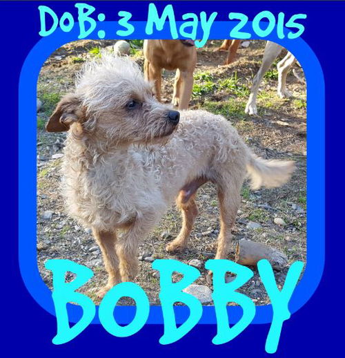 BOBBY-2