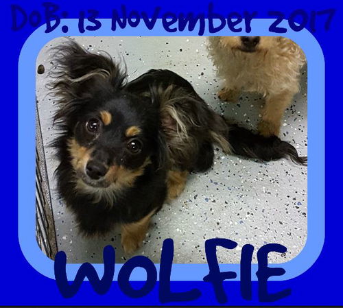 WOLFIE