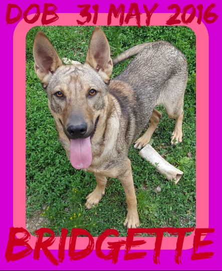 BRIDGETTE