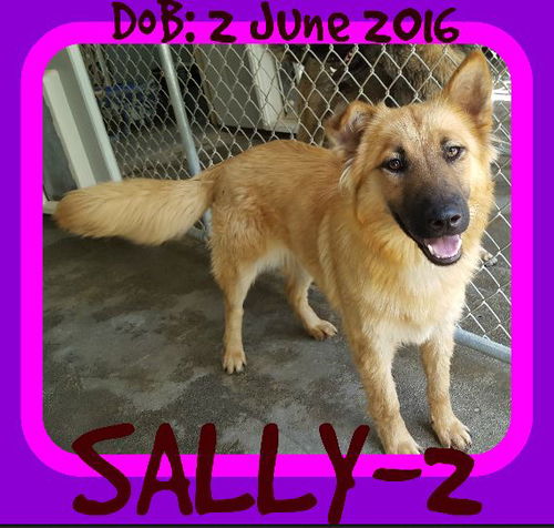 SALLY-2