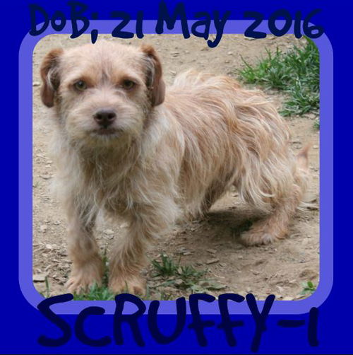 SCRUFFY-1