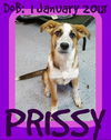 PRISSY-1