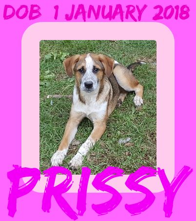 PRISSY-1