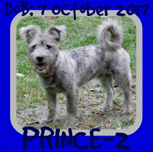 PRINCE-2