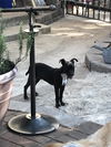 GOLIATH