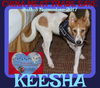 KEESHA - CHINA SAVE