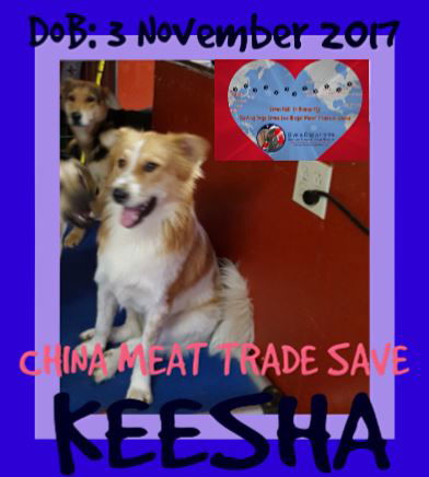 KEESHA - CHINA SAVE