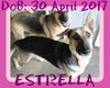 ESTRELLA