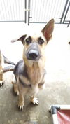 ESTRELLA