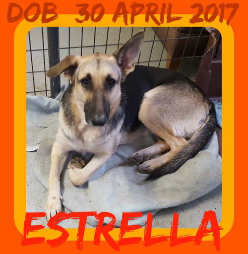 ESTRELLA