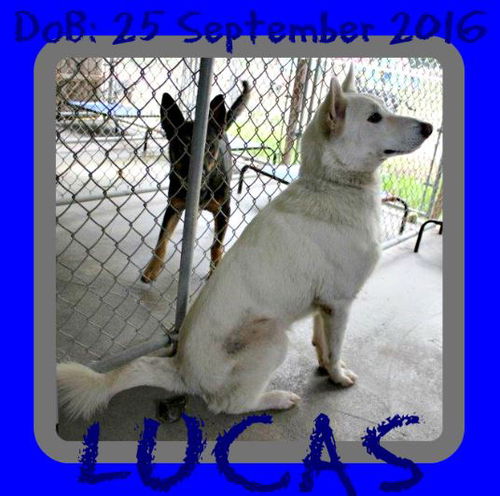 LUCAS-1