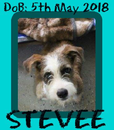 STEVEE
