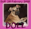 DOLL - $200 Reduced Adoption