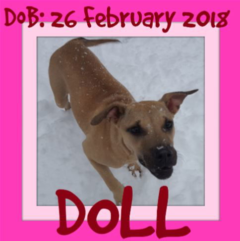 DOLL - $200 Reduced Adoption